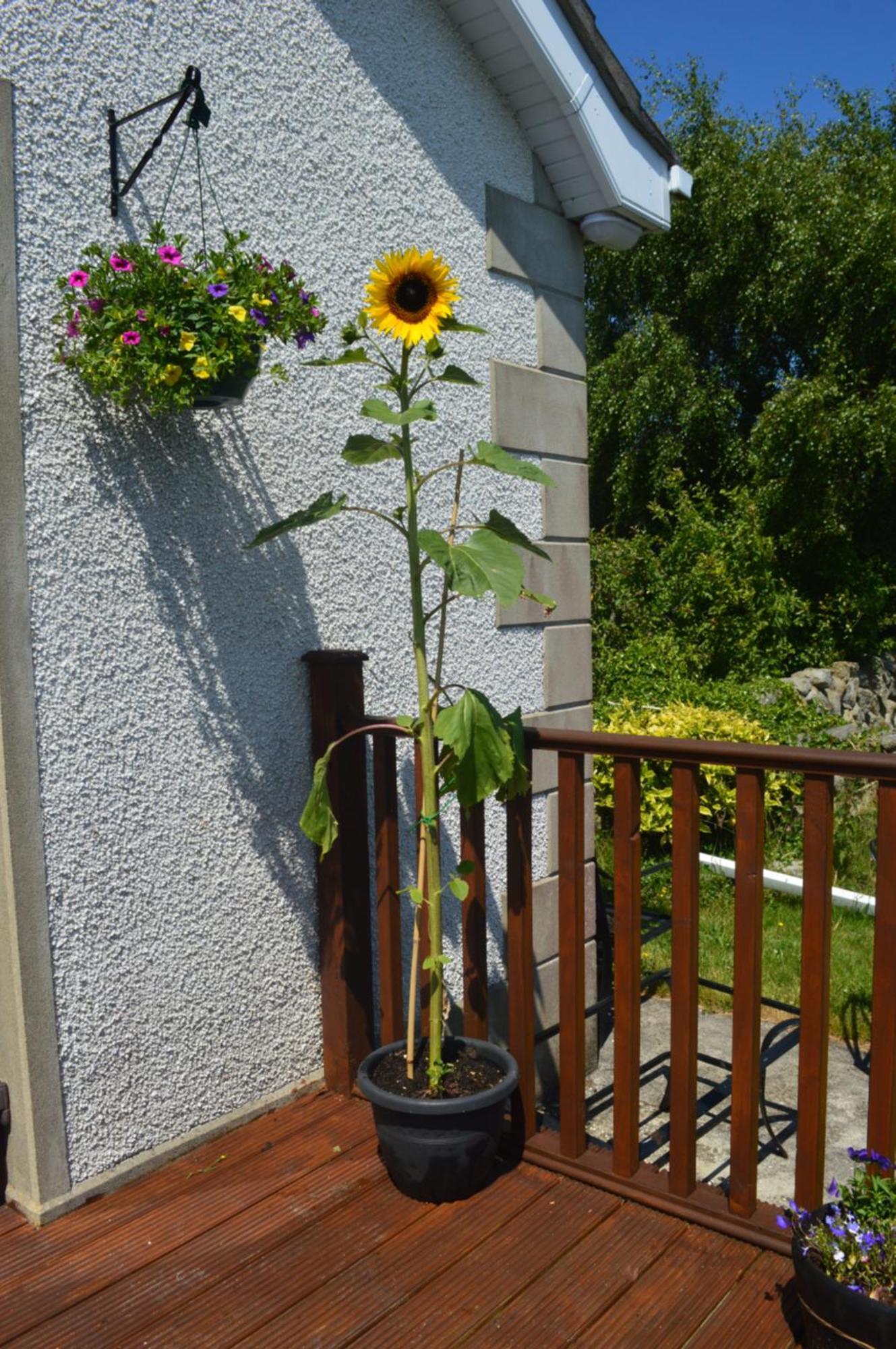 Carrick Cove Self Contained Accomodation With Private Decking Annalong Bagian luar foto